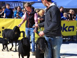 2019_ausstellung polling_289